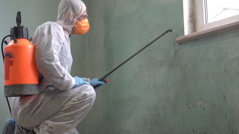 Local Mold Service pros at work
