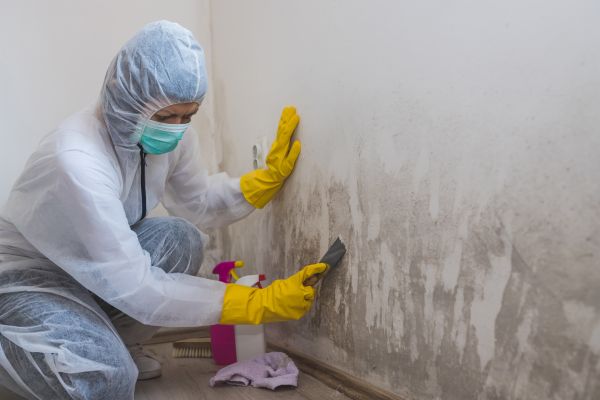 Mold Remediation - Mold Remediation Bronxville, New York