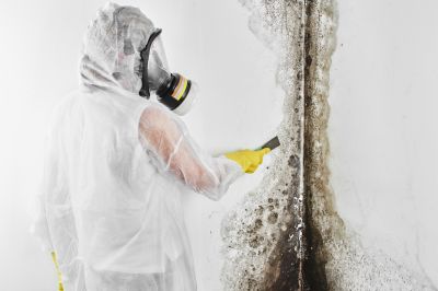Mold Mitigation Service detail