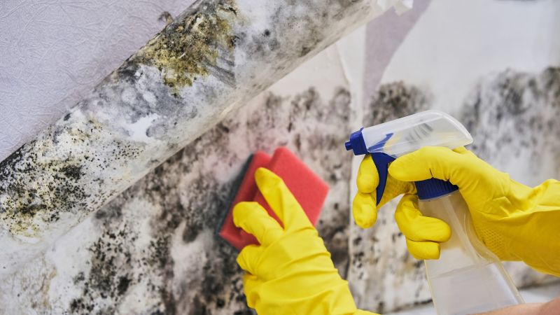 Mold Service